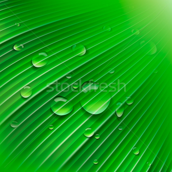 Green leaf with drops of water Stock photo © ikopylov
