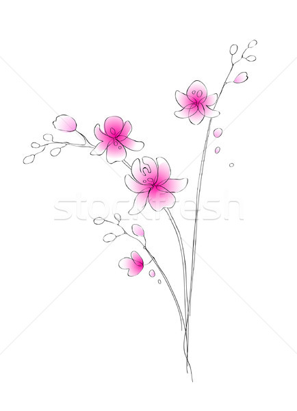 Stok fotoğraf: Suluboya · orkide · vektör · kroki · el · soyut