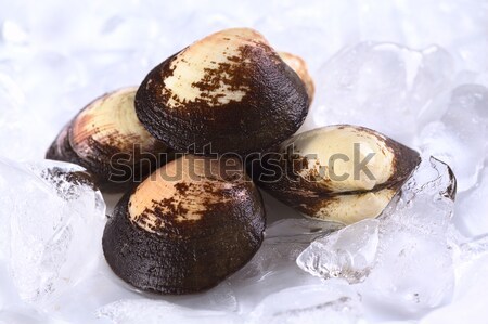 Pile of Mussels on Ice Stock photo © ildi