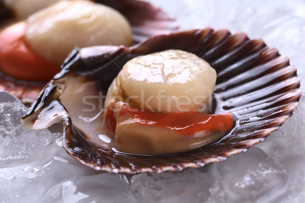 Raw Queen Scallops on Ice Stock photo © ildi