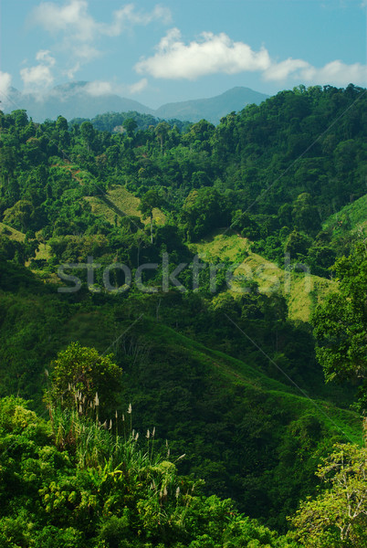 Lussureggiante Colombia tropicali vegetazione settentrionale Foto d'archivio © ildi