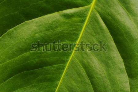 Leaf of Anthurium Stock photo © ildi