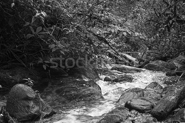 Small Brook in Black and White Stock photo © ildi