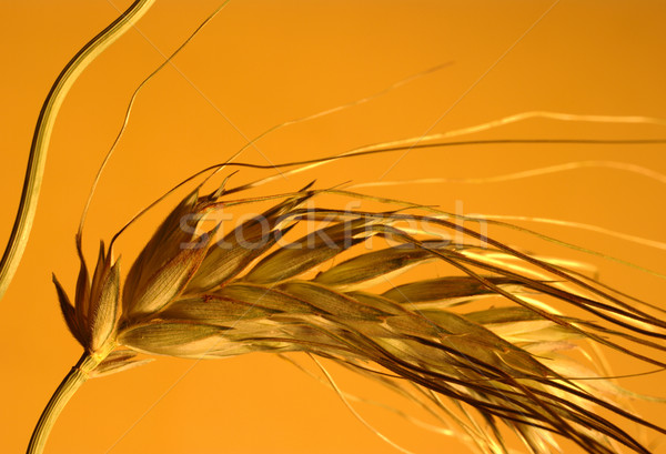Spikes of Crop Stock photo © ildi