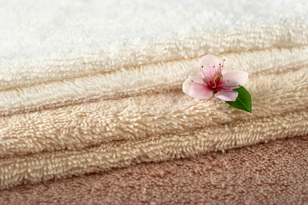 персика Blossom белый бежевый коричневый Сток-фото © ildi