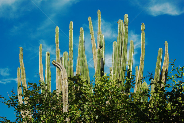 Cacti and Blue Sky Stock photo © ildi