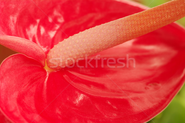 Flamingo Flower Stock photo © ildi
