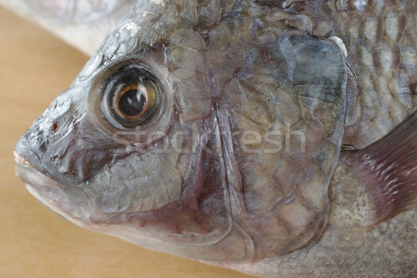 Fish Called Tilapia Stock photo © ildi