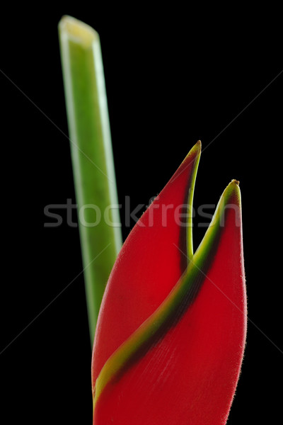 Tip of a Red Heliconia Stock photo © ildi