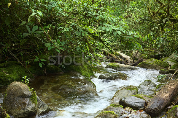 Faible roches plantes luxuriante végétation nuage [[stock_photo]] © ildi