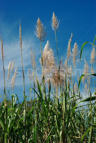 [[stock_photo]]: Plantes · vent · ciel · bleu · nature · vert