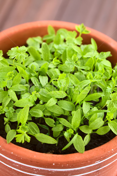 Parsley Seedlings in Pot Stock photo © ildi