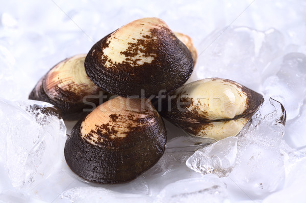 Pile of Mussels on Ice Stock photo © ildi