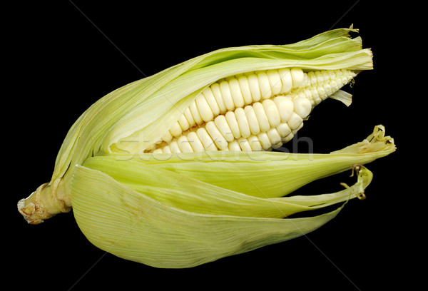 Corn Cob on Black Stock photo © ildi