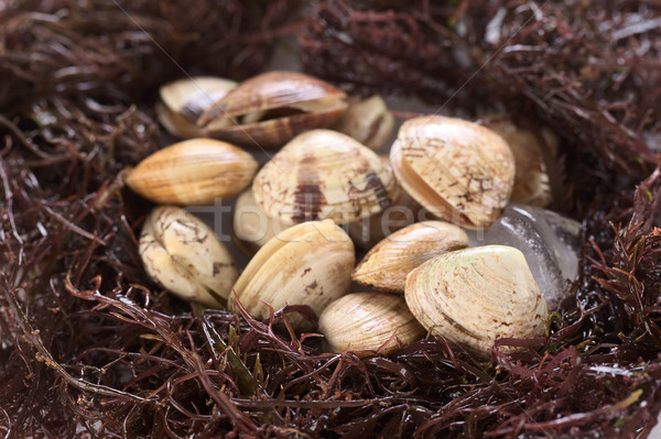Small Clams on Ice Surrounded by Seaweed Stock photo © ildi