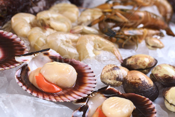 Raw Queen Scallops and Other Seafood on Ice Stock photo © ildi