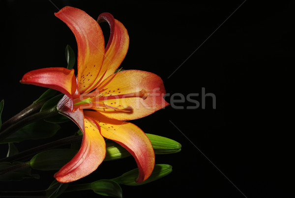Foto stock: Naranja · negro · atención · selectiva · rojo · Lily