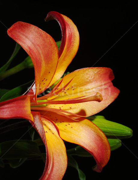 Orange Daylily on Black  Stock photo © ildi