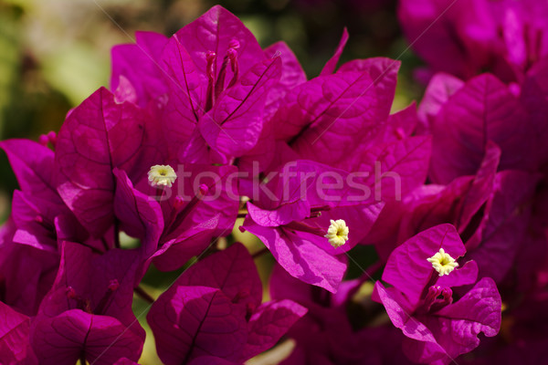 Bougainvillea Stock photo © ildi