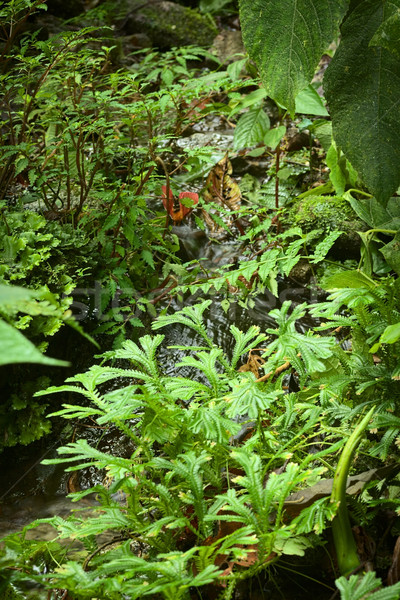 Small Brook with Plants Stock photo © ildi