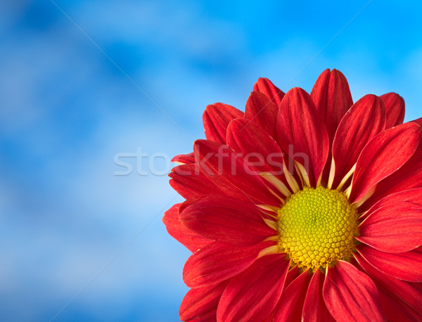 Roşu crizantema macro colorat albastru superficial Imagine de stoc © ildi