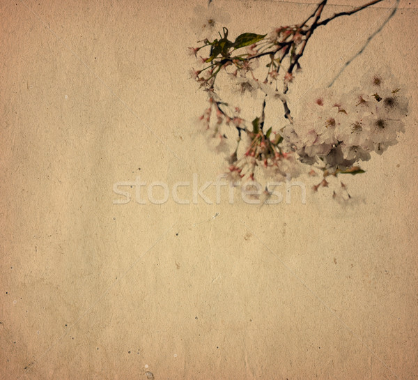 Vintage papieru kwiatowy starych tekstury Zdjęcia stock © ilolab