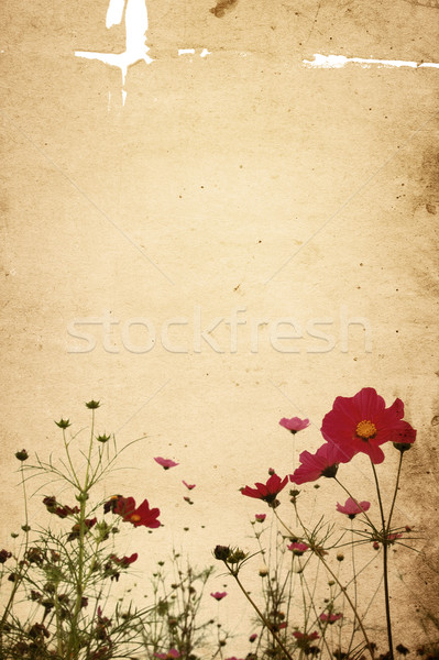 Stockfoto: Oude · bloem · papier · texturen · perfect · ruimte