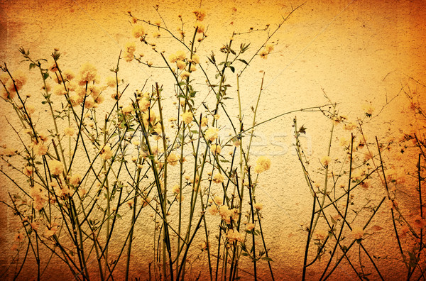 old flower paper textures  Stock photo © ilolab