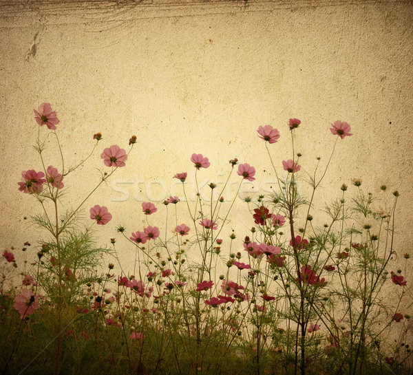 Vecchio fiore carta texture perfetto spazio Foto d'archivio © ilolab