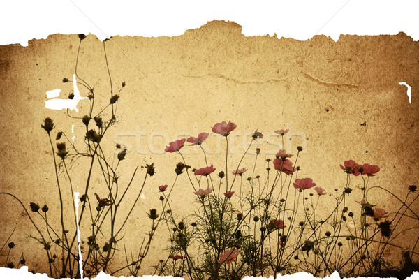 old flower paper  Stock photo © ilolab