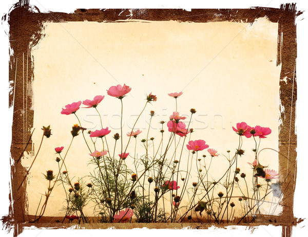 Stock photo: old flower paper textures