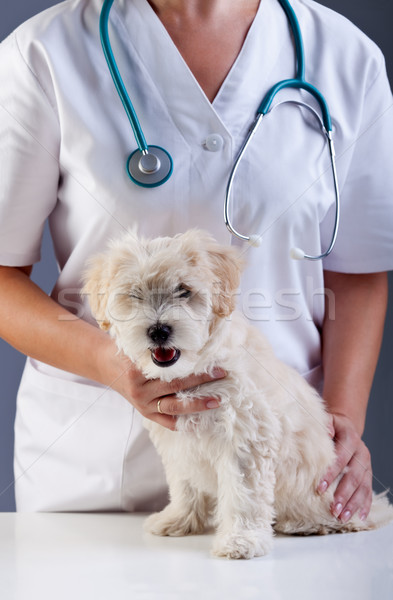 Pequeno cãozinho veterinário veterinário animal cuidar Foto stock © ilona75