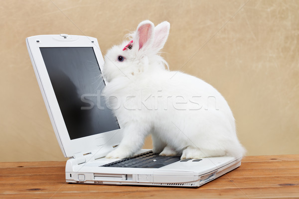 Cute bunny studies computer technology Stock photo © ilona75