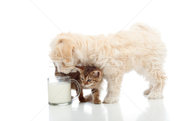 Foto stock: Gato · perro · junto · leche · taza