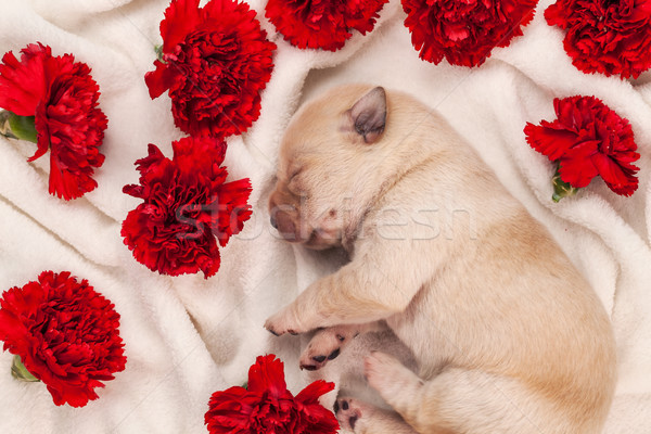 Stock fotó: Aranyos · labrador · kutyakölyök · kutya · alszik · piros · virágok