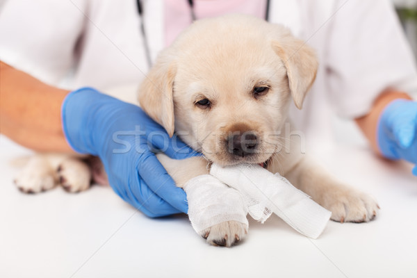 [[stock_photo]]: Cute · labrador · chiot · chien · vétérinaire · médecin