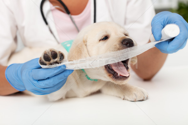 Cute labrador puppy dog giving a hard time to the healthcare pro Stock photo © ilona75