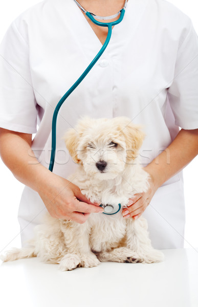 Mały puszysty psa weterynaryjny lekarza tabeli Zdjęcia stock © ilona75