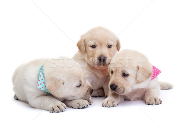 Adorable sleepy labrador puppies on white background Stock photo © ilona75