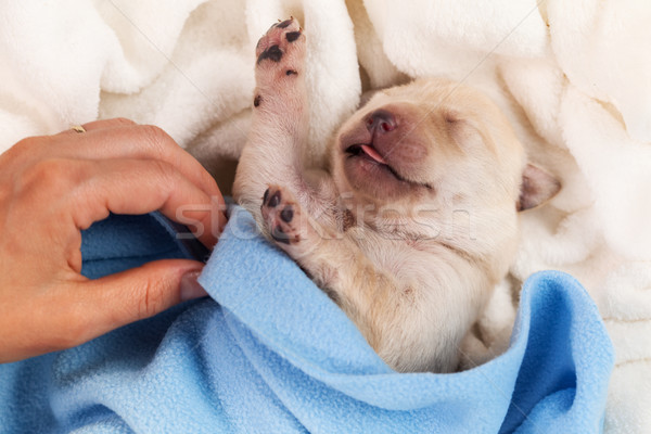 Newborn labrador puppy dog sleeping - woman hand adjust blanket Stock photo © ilona75