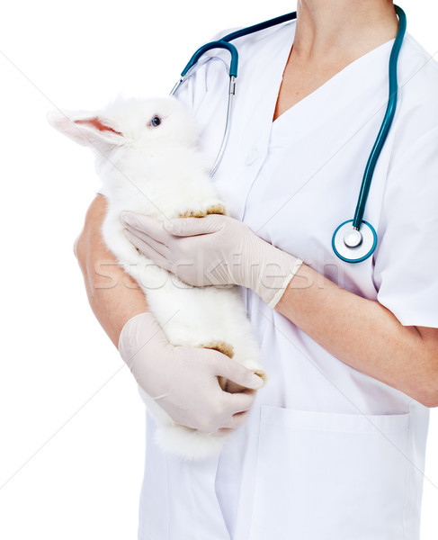 Foto stock: Veterinario · atención · médico · blanco · conejo