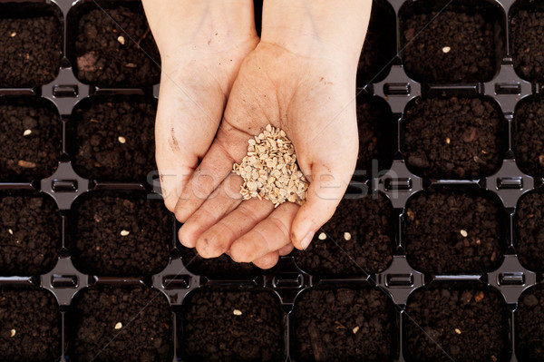 Copil mâini seminţe tava întuneric fertil Imagine de stoc © ilona75
