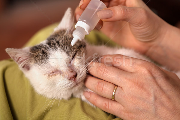 Woman hands treating a little kitten eyes with eyedrops, shallow Stock photo © ilona75