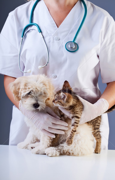 Peu chien chaton réunion vétérinaire médecin [[stock_photo]] © ilona75