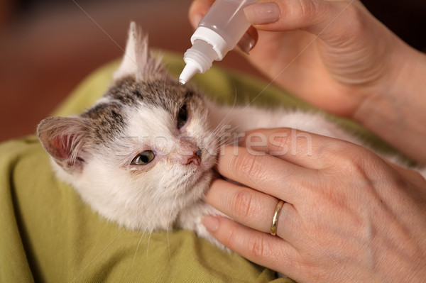 Treating the eyes of a little rescue kitten Stock photo © ilona75