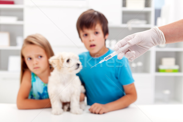 Stok fotoğraf: Endişeli · çocuklar · evcil · hayvan · veteriner · aşı · Evcil