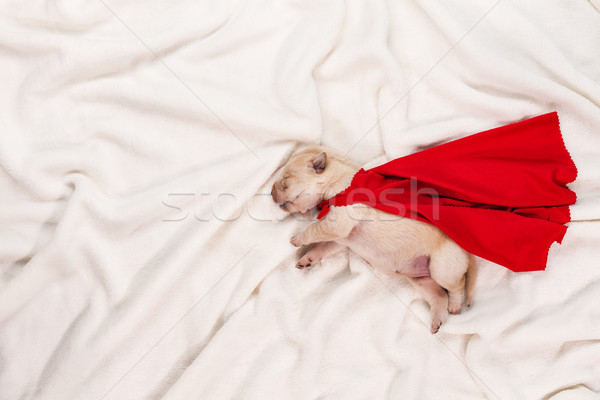 Сток-фото: Лабрадор · щенков · красный · superhero · спальный