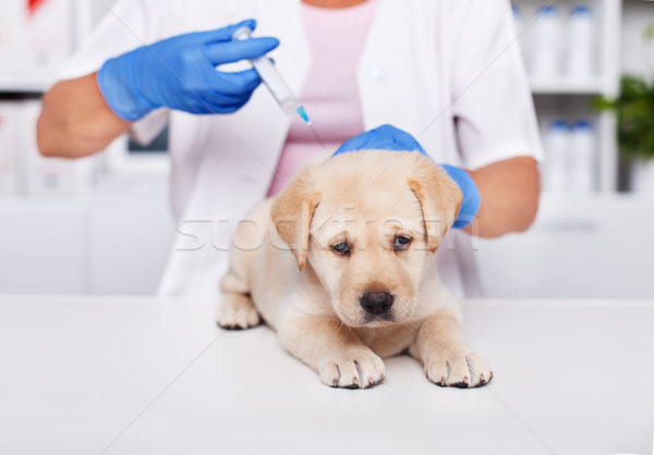 Triest labrador puppy hond veeartsenijkundig arts Stockfoto © ilona75
