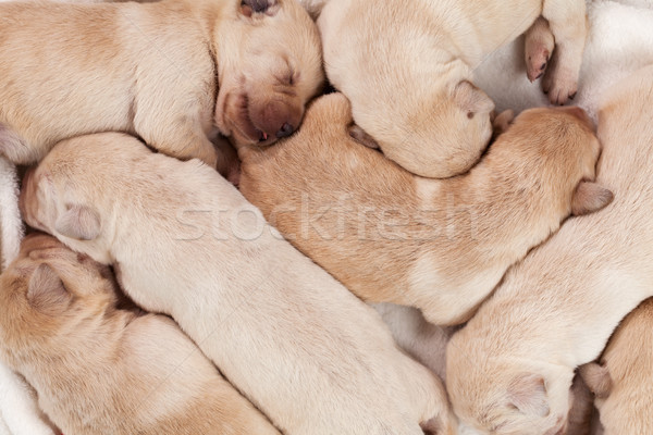 Bunch of yellow labrador puppies sleeping Stock photo © ilona75