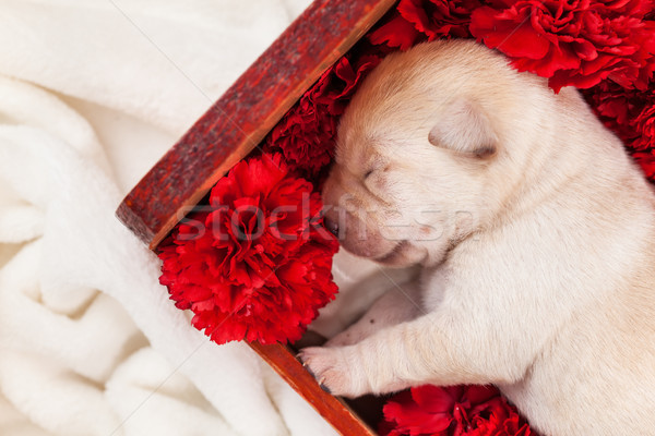Newborn labrador puppy dog sleeping in flower box - closeup Stock photo © ilona75
